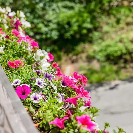 Lisas Vendégház 4*